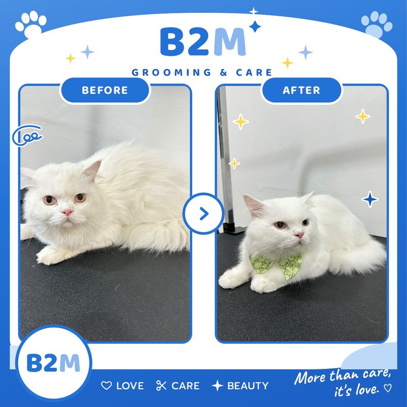 ผลงานอาบน้ำตัดขนแมว B2M Pet Hotel กระทุ่มแบน รูปที่ 1