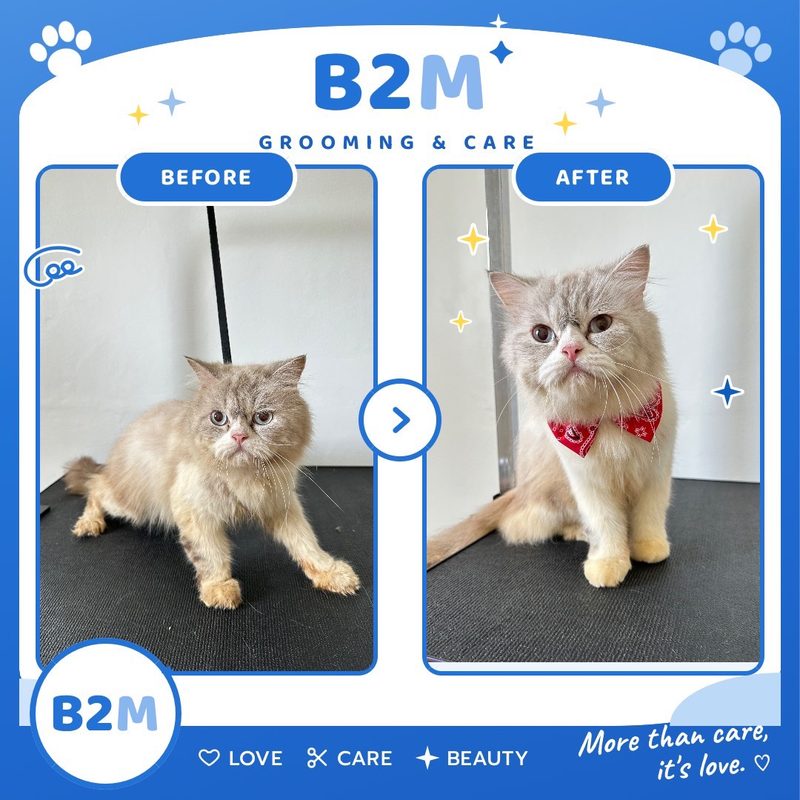 ผลงานอาบน้ำตัดขนแมว B2M Pet Hotel กระทุ่มแบน รูปที่ 2