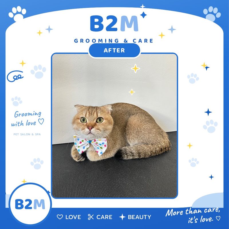 ผลงานอาบน้ำตัดขนแมว B2M Pet Hotel กระทุ่มแบน รูปที่ 3