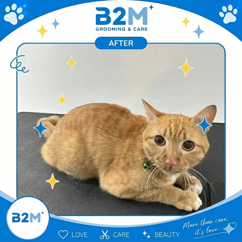 ผลงานอาบน้ำตัดขนแมว B2M Pet Hotel กระทุ่มแบน รูปที่ 4