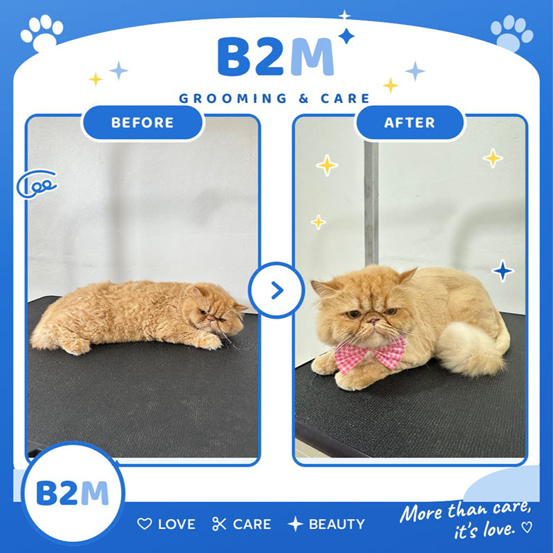 ผลงานอาบน้ำตัดขนแมว B2M Pet Hotel กระทุ่มแบน รูปที่ 5