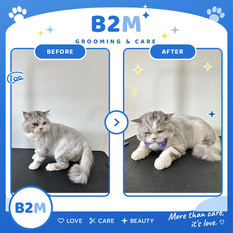 ผลงานอาบน้ำตัดขนแมว B2M Pet Hotel กระทุ่มแบน รูปที่ 6
