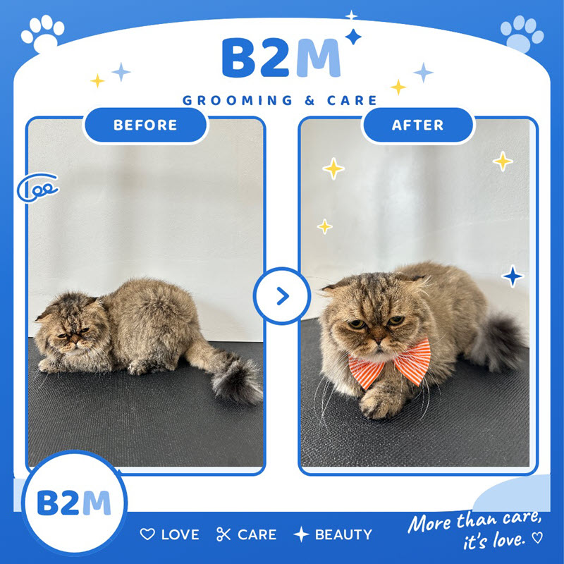 ผลงานอาบน้ำตัดขนแมว B2M Pet Hotel กระทุ่มแบน รูปที่ 7