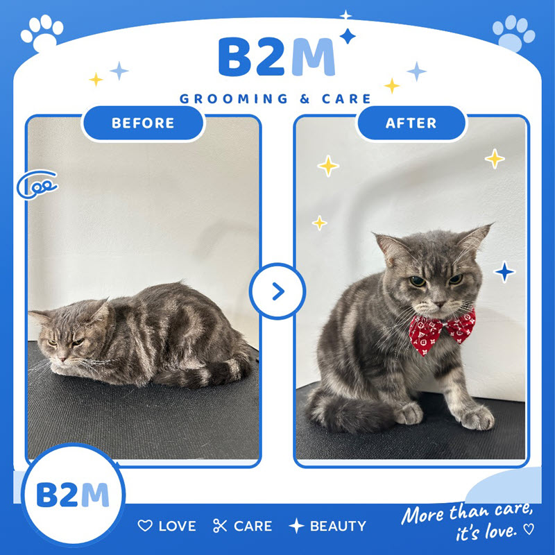ผลงานอาบน้ำตัดขนแมว B2M Pet Hotel กระทุ่มแบน รูปที่ 8