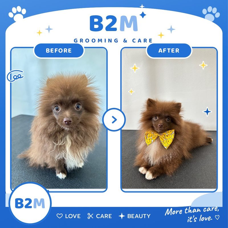 ผลงานอาบน้ำตัดขนสุนัข B2M Pet Hotel กระทุ่มแบน รูปที่ 10