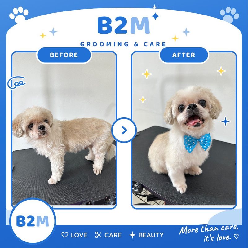 ผลงานอาบน้ำตัดขนสุนัข B2M Pet Hotel กระทุ่มแบน รูปที่ 11