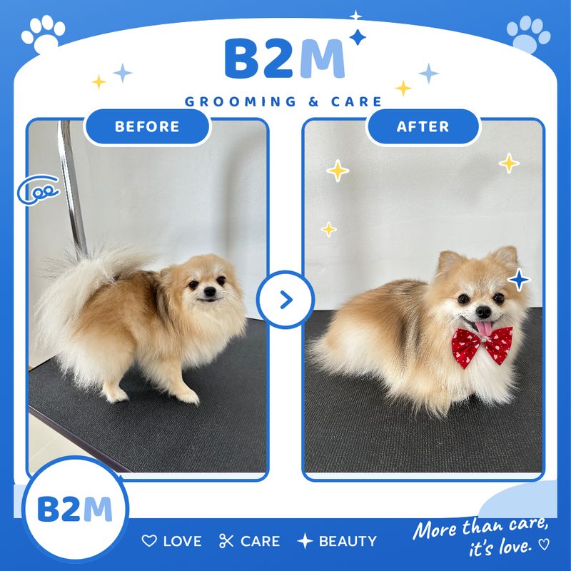 ผลงานอาบน้ำตัดขนสุนัข B2M Pet Hotel กระทุ่มแบน รูปที่ 12