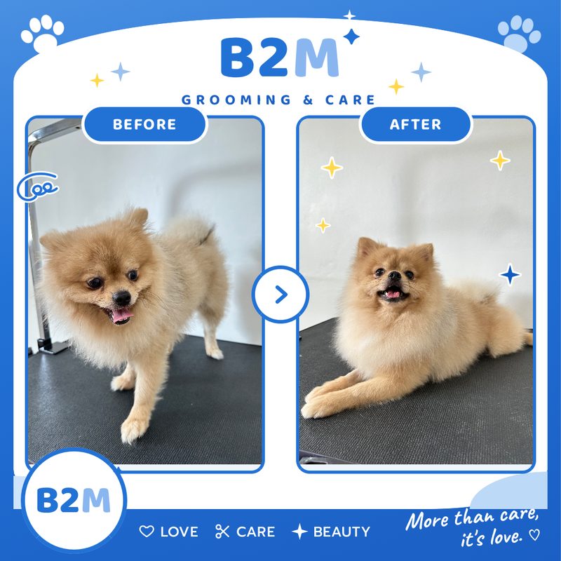 ผลงานอาบน้ำตัดขนสุนัข B2M Pet Hotel กระทุ่มแบน รูปที่ 13