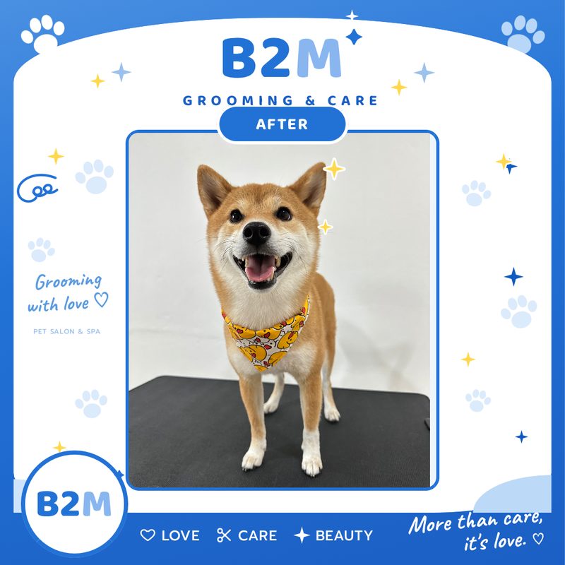 ผลงานอาบน้ำตัดขนสุนัข B2M Pet Hotel กระทุ่มแบน รูปที่ 14