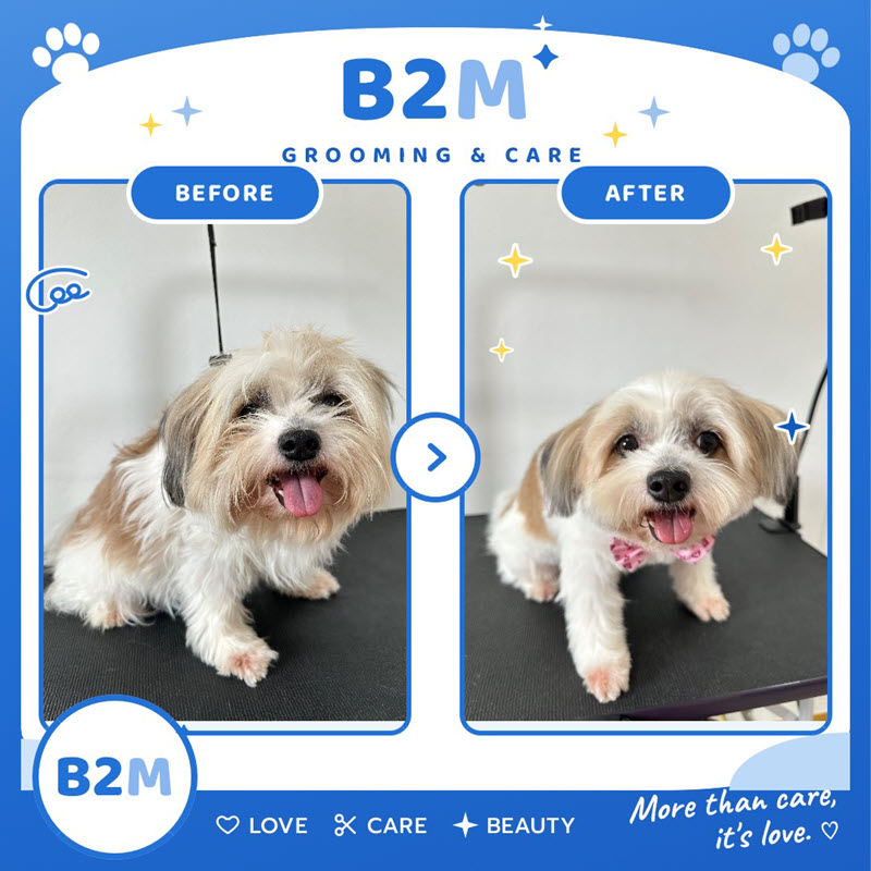ผลงานอาบน้ำตัดขนสุนัข B2M Pet Hotel กระทุ่มแบน รูปที่ 15