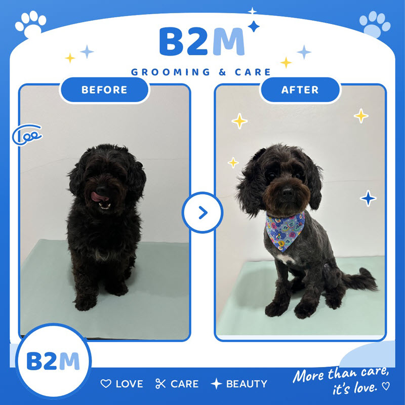 ผลงานอาบน้ำตัดขนสุนัข B2M Pet Hotel กระทุ่มแบน รูปที่ 16