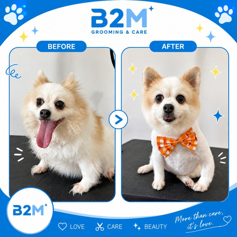 ผลงานอาบน้ำตัดขนสุนัข B2M Pet Hotel กระทุ่มแบน รูปที่ 4