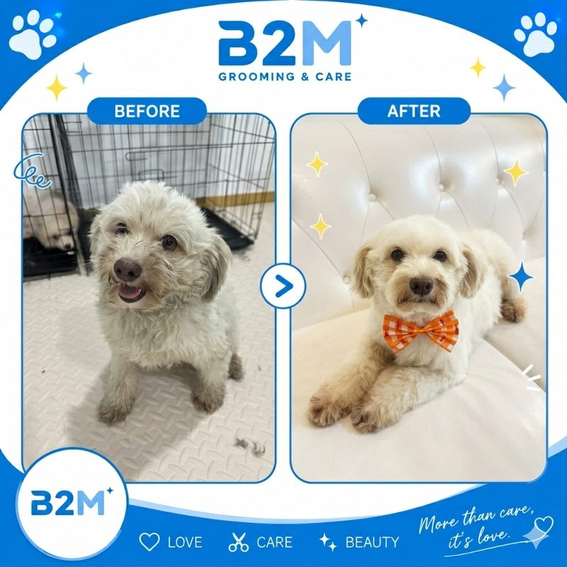 ผลงานอาบน้ำตัดขนสุนัข B2M Pet Hotel กระทุ่มแบน รูปที่ 5