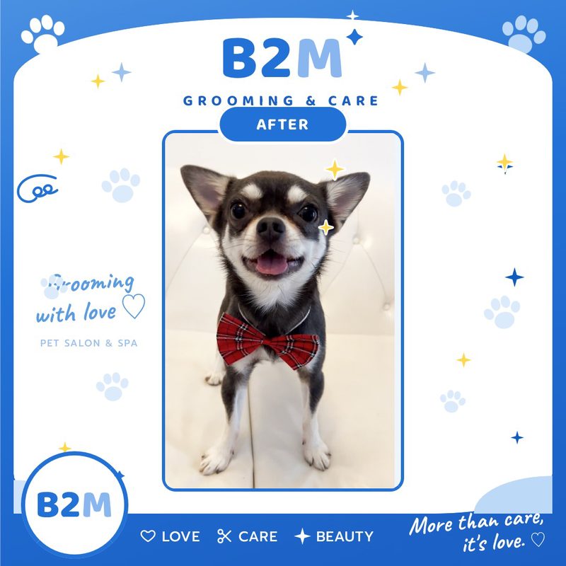ผลงานอาบน้ำตัดขนสุนัข B2M Pet Hotel กระทุ่มแบน รูปที่ 6