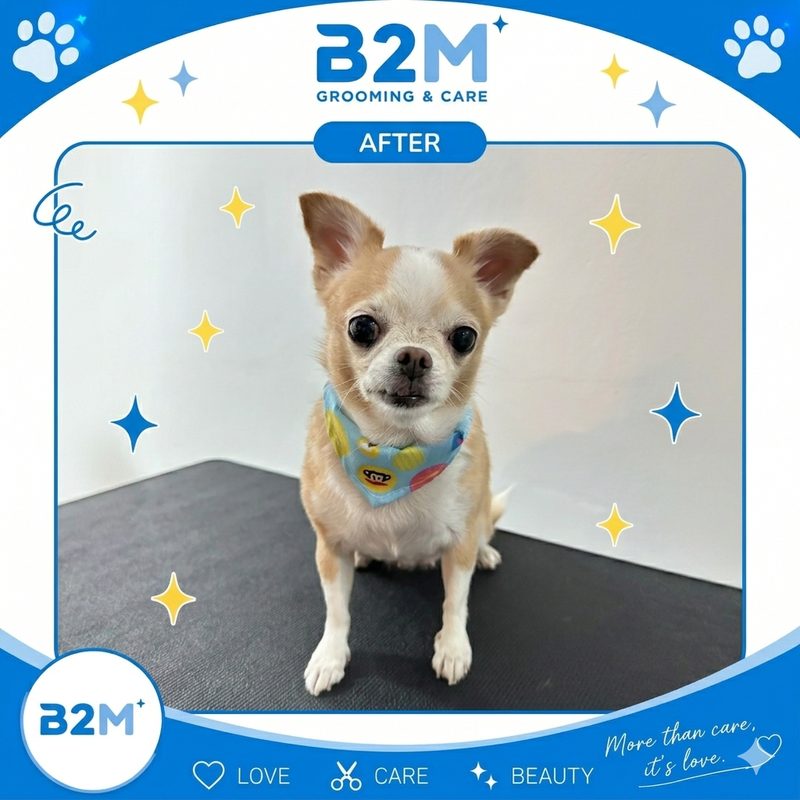 ผลงานอาบน้ำตัดขนสุนัข B2M Pet Hotel กระทุ่มแบน รูปที่ 7