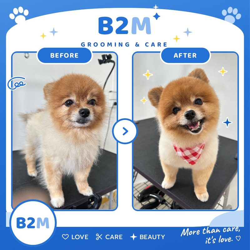 ผลงานอาบน้ำตัดขนสุนัข B2M Pet Hotel กระทุ่มแบน รูปที่ 8