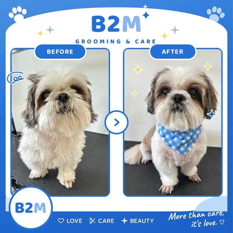 ผลงานอาบน้ำตัดขนสุนัข B2M Pet Hotel กระทุ่มแบน รูปที่ 9